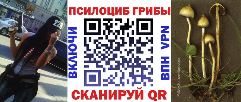 Галлюциногенные грибы Psilocybe  Стародуб 